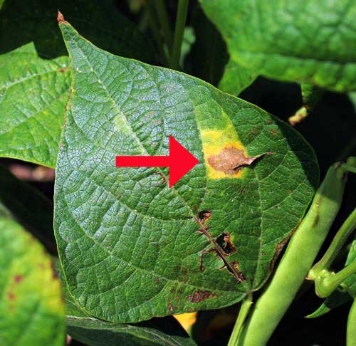  Fungi as Plant Pathogens